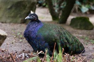 Paw kongijski (Afropavo congensis)/ Źródło: Wikipedia Paw kongijski (Afropavo congensis)/ Źródło: Wikipedia