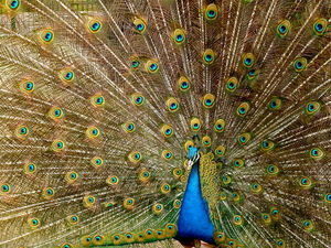 Paw indyjski (Pavo cristatus)/ Źródło: Wikipedia Paw indyjski (Pavo cristatus)/ Źródło: Wikipedia