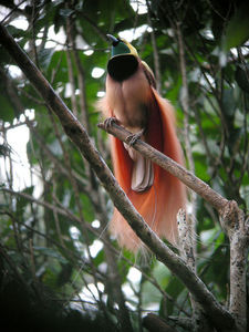 Rajski ptak (Paradisaea raggiana)/ Źródło: Wikipedia