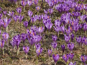 Szafran spiski (Crocus scepusiensis)/ Źródło: Wikipedia Szafran spiski (Crocus scepusiensis)/ Źródło: Wikipedia