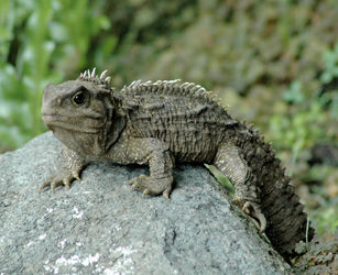 Hatteria (Sphenodon punctatus) / Źródło:
Wikipedia Hatteria (Sphenodon punctatus) /
Źródło: Wikipedia