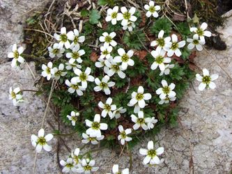 Skalnica tatrzaska (Saxifraga wahlenbergii)/ rdo: Wikipedia