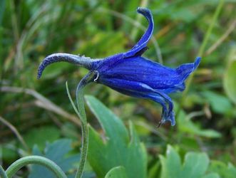 Ostrka tarzaska (Delphinium 
oxysepalum)/ rdo: Wikipedia