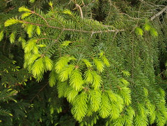Świerk serbski (Picea omorika)/ Źródło:
Wikipedia Świerk serbski (Picea omorika)/
Źródło: Wikipedia