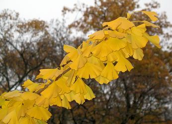 Miłorząb dwuklapowy (Ginkgo biloba)/ Źródło:
Wikipedia Miłorząb dwuklapowy (Ginkgo biloba)/
Źródło: Wikipedia