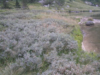 Wierzba lapońska (Salix lapponum) / Źródło: Wikipedia