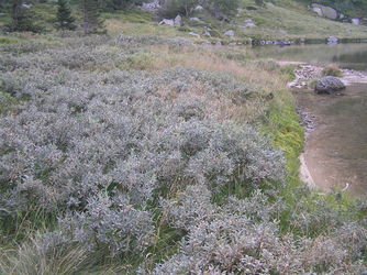 Wierzba lapońska (Salix lapponum) / Źródło: Wikipedia Wierzba lapońska (Salix lapponum) / Źródło: Wikipedia