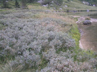 Wierzba laposka (Salix lapponum) / rdo: Wikipedia