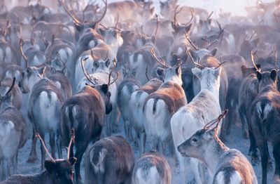 Wędrujące stado reniferów/ © AlamyBEW