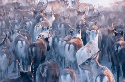 Wędrujące stado reniferów/ © AlamyBEW Wędrujące stado reniferów/ © AlamyBEW
