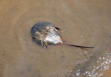 Skrzypocz (Limulus)/ rdo: Wikipedia