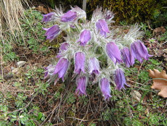 Sasanka słowacka (Pulsatilla slavica lub halleri)/ Źródło: Wikipedia Sasanka słowacka (Pulsatilla slavica lub halleri)/ Źródło: Wikipedia