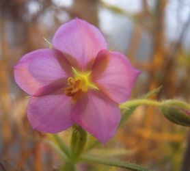 Roridula dentata/ rdo: Wikipedia