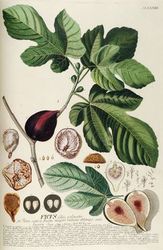 Figowiec pospolity (Ficus carica)/ Źródło: Wikipedia