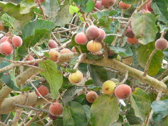 Figowiec sykomora (Ficus sycomorus)/Źródło: Wikipedia