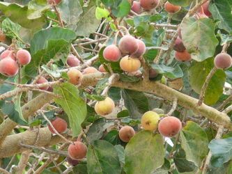 Figowiec sykomora (Ficus sycomorus)/Źródło: Wikipedia Figowiec sykomora (Ficus sycomorus)/Źródło: Wikipedia