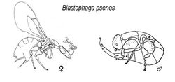 Bleskotka (Blastophaga psenes)/ Źródło: Wiki[pedia Bleskotka (Blastophaga psenes)/ Źródło: Wiki[pedia