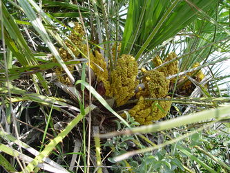 Palma karłatka (Chamaerops humilis)/ Źródło: Wikipedia