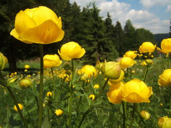 Pełnik europejski (Trollius europaeus)/ Źródło: Wikipedia Pełnik europejski (Trollius europaeus)/ Źródło: Wikipedia
