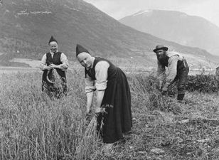 Żniwa przy pomocy sierpu w Norwegii !880 -1890/ Źródło: Wikipedia