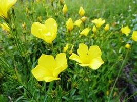 Len zocisty (Linum flavum)/ rdo: Wikipedia