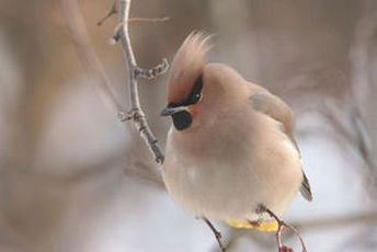 Jemiouszka zwyczajna (Bombycilla garrulus)/ Autor: P. Jonczyk