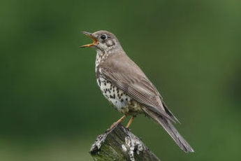 Drozd paszkot (Turdus viscivorus)/ Autor: P. Jonczyk Drozd paszkot (Turdus viscivorus)/ Autor: P. Jonczyk
