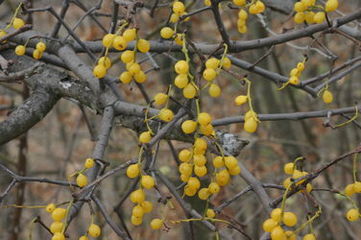 Gzewnik pospolity (Loranthus europaeus)/ rdo: Wikipedia