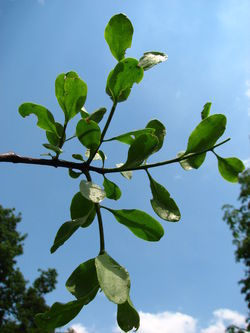 Gzewnik pospolity (Loranthus europaeus)/ Autor: Pawe Kalinowski