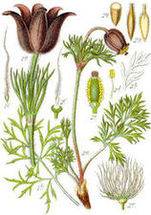 Sasanka łąkowa (Pulsatilla pratensis)/ Źródło: Wikipedia