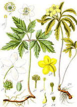 Zawilce:gajowy (Anemone nemorosa) i  żółty (Anemone ranunculoides)/ Źródło: Wikipedia