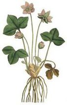 Przylaszczka pospolita (Hepatica nobilis)/ Źródło: Wikipedia