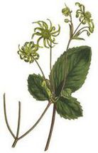 Knowltonia vesicaria/ Źródło: Wikipedia