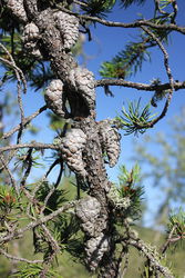 Pinus banksiana/ Źródło: Wikipedia