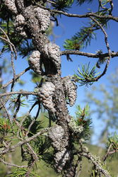 Pinus banksiana/ Źródło: Wikipedia Pinus banksiana/ Źródło: Wikipedia