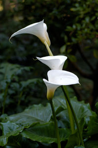 Zantedeschia_aethiopica_-1 Zantedeschia_aethiopica_-1