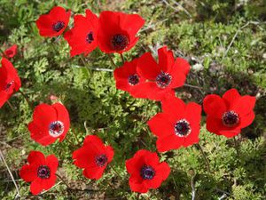 Anemone coronaria (Zawilec wiecowy)/rdo: Wikipedia