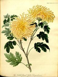 Chryzantema /Źródło: Plant Illustrations Chryzantema /Źródło: Plant Illustrations