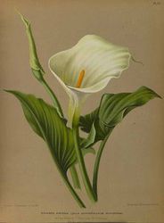 Zantedeschia (kalijka, cantedeskia)/Źródło: Plant Illustrations Zantedeschia (kalijka, cantedeskia)/Źródło: Plant Illustrations