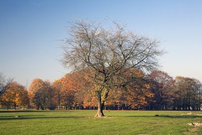 Przystosowanie do rodowiska- zrzucanie lici na zim /autor: Jan Wajszczuk