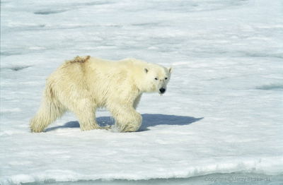 Niedźwiedź wędrujący po krze lodowej/ © photoworld.toya.net.pl