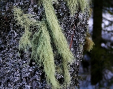 Porost krzaczkowaty- Usnea / autor: Maja Masowska