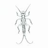 Larwa widelnicy Plecoptera/ wg Kołodziejczyk A. Koperski P. " Bezkręgowce słodkowodne Polski"