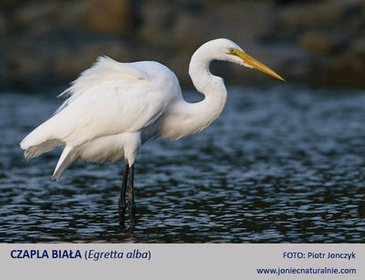 Czapla biała Czapla biała