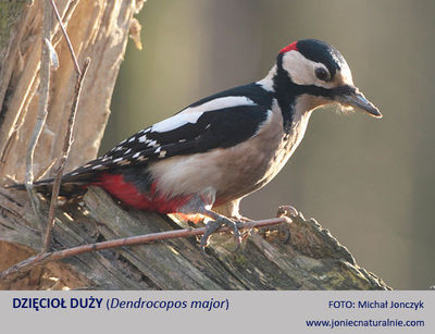 Dzieciol duzy Dzieciol duzy