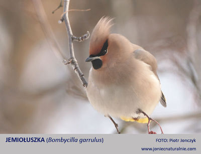 Jemiołuszka Jemiołuszka