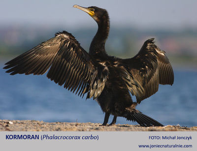 Kormoran Kormoran