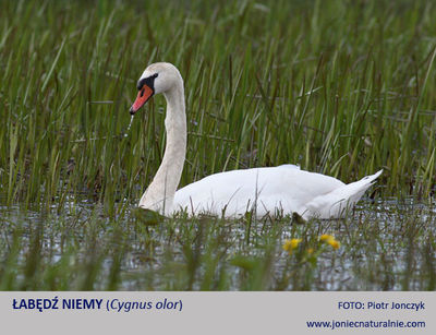 Łabędź niemy Łabędź niemy