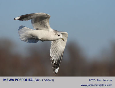 Mewa pospolita Mewa pospolita