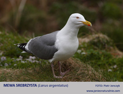Mewa srebrzysta Mewa srebrzysta